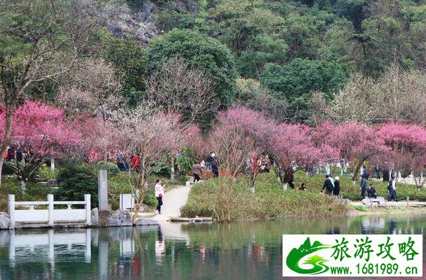 桂林哪里可以看梅花 赏梅花攻略