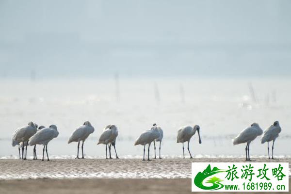 福州冬季观鸟去哪里 福州拍鸟多的地方在哪