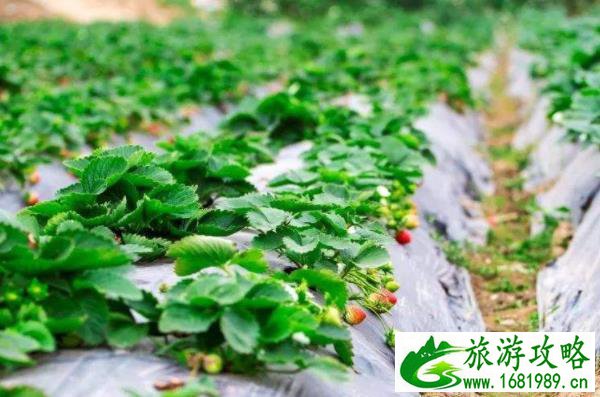 上海崇明采摘草莓园在哪些 上海崇明采摘草莓园在哪些