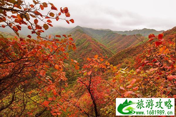 北京郊区红叶自驾游去处推荐 这些地方不远景色绝美