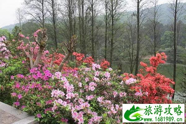 温州杜鹃花在哪里观赏最好 这些地方的杜鹃花美丽又芬芳