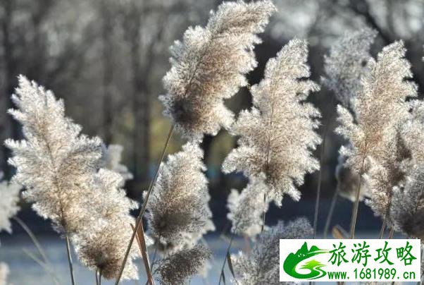 杭州芦苇花哪里最好玩 杭州芦花的最佳观赏期