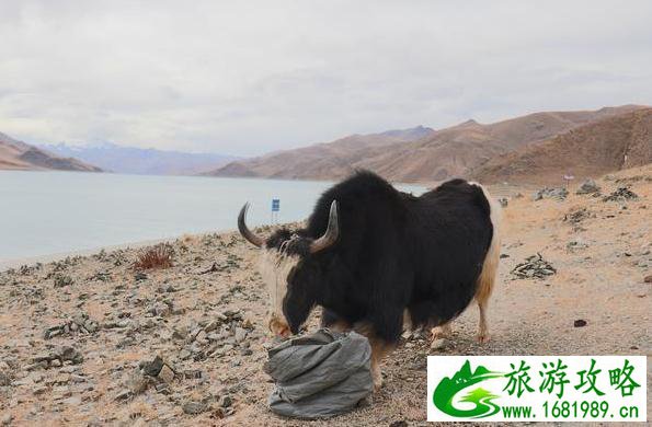 羊卓雍措一日游 羊卓雍措风景图