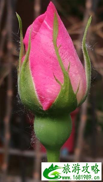 北京国际鲜花港游玩攻略 鲜花港游记