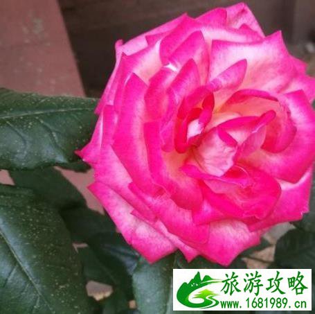 北京国际鲜花港游玩攻略 鲜花港游记