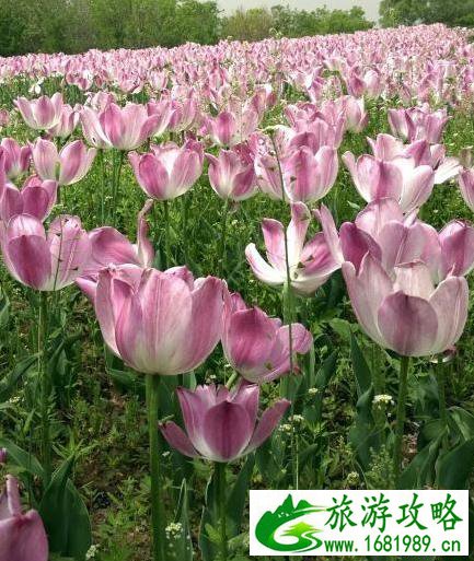 北京国际鲜花港游玩攻略 鲜花港游记