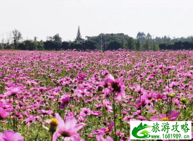 双流卢家堰花海在哪-花期什么时候