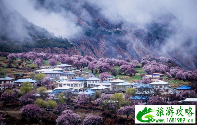 林芝桃花最佳观赏地推荐 林芝赏桃花村庄介绍