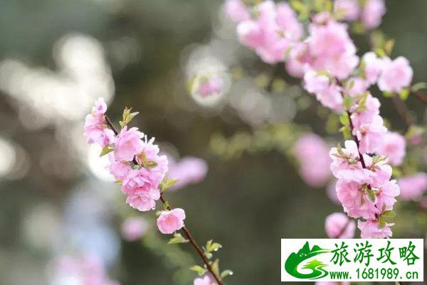 北京赏花时间表2021 北京5月赏花的地方有哪些