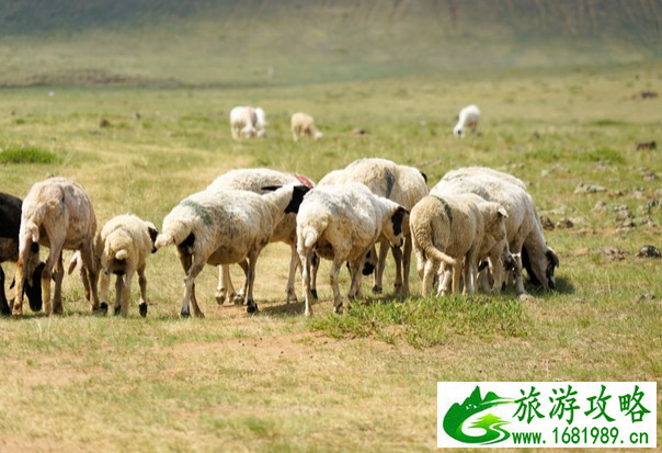 乌兰察布火山群游玩指南-怎么去-住哪里