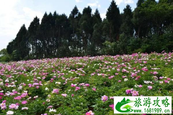 中江芍药花基地在哪里-观赏地推荐