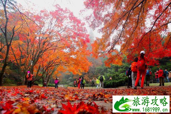 庐山红叶什么时候去最好 庐山去哪看红叶