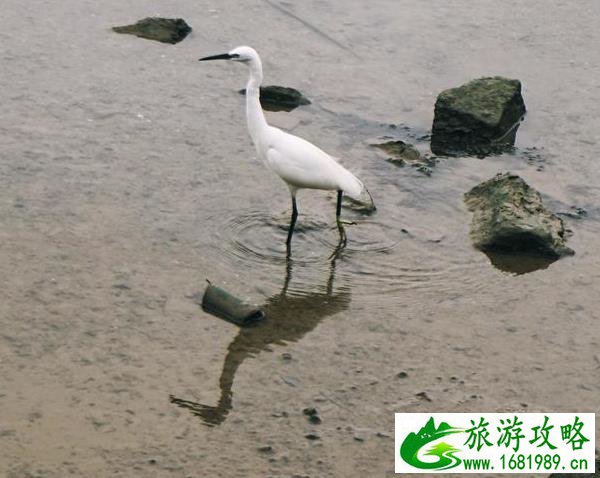 深圳湾一日游 深圳湾观鸟游记