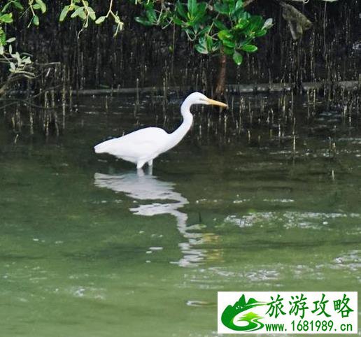 深圳湾一日游 深圳湾观鸟游记