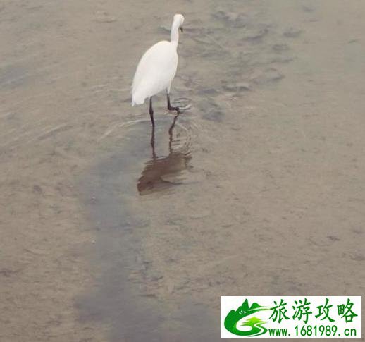 深圳湾一日游 深圳湾观鸟游记