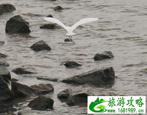 深圳湾一日游 深圳湾观鸟游记