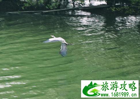 深圳湾一日游 深圳湾观鸟游记