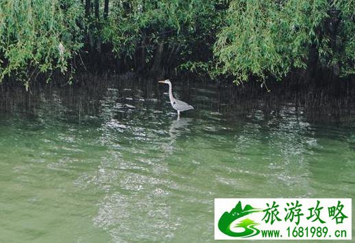 深圳湾一日游 深圳湾观鸟游记