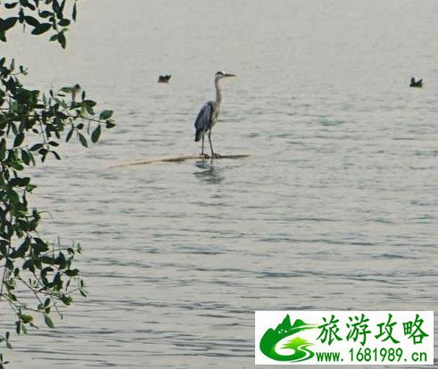 深圳湾一日游 深圳湾观鸟游记