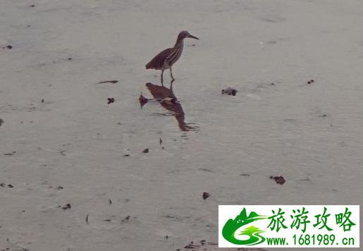 深圳湾一日游 深圳湾观鸟游记