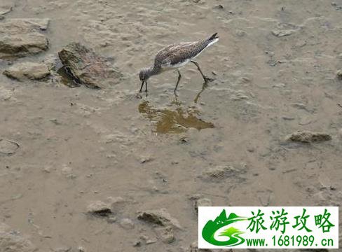 深圳湾一日游 深圳湾观鸟游记