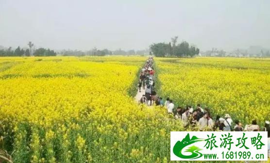 石牛寨一日游攻略(玻璃桥景区+地质博物 +油菜花海)