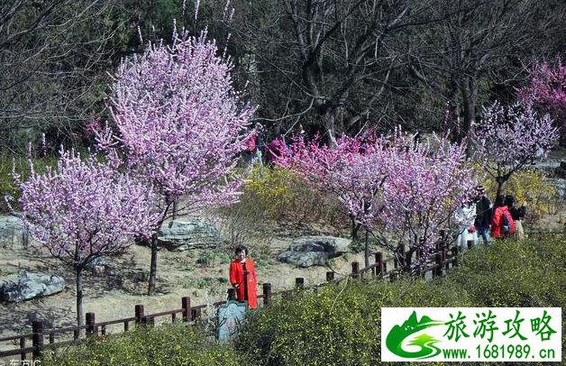 北京植物园值得一去吗 北京植物园游玩攻略