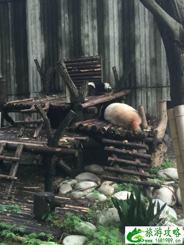 成都旅游住哪里方便 成都旅游住宿推荐