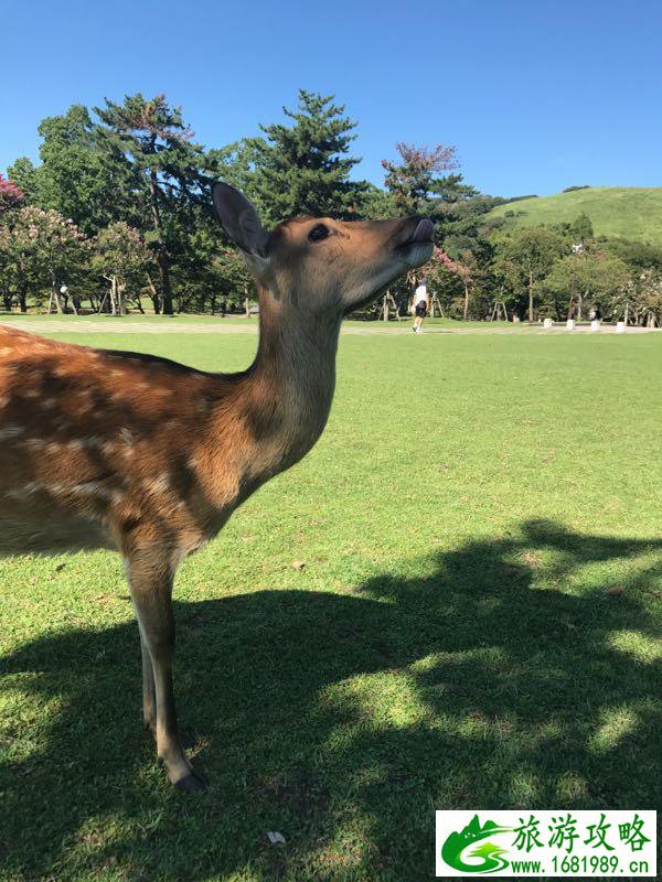 日本自由行美食攻略2017