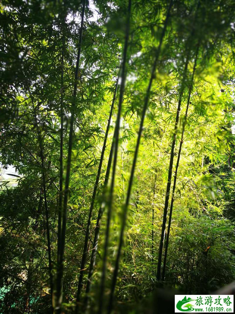 从化有什么旅游景点 从化有什么好玩的