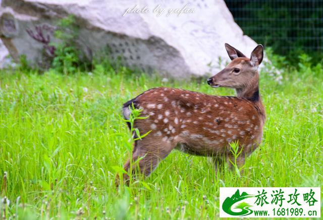 长白山有哪些景点 长白山有什么好玩的