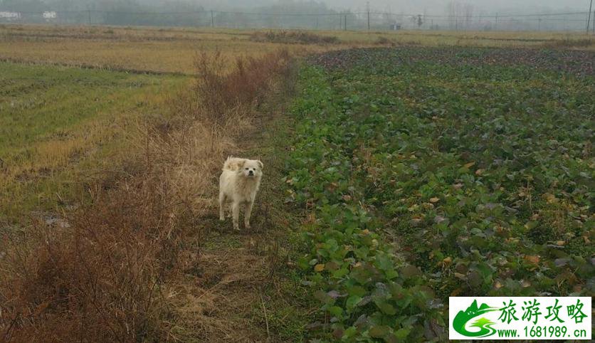 徽州有什么好玩的地方 徽州旅游攻略2017