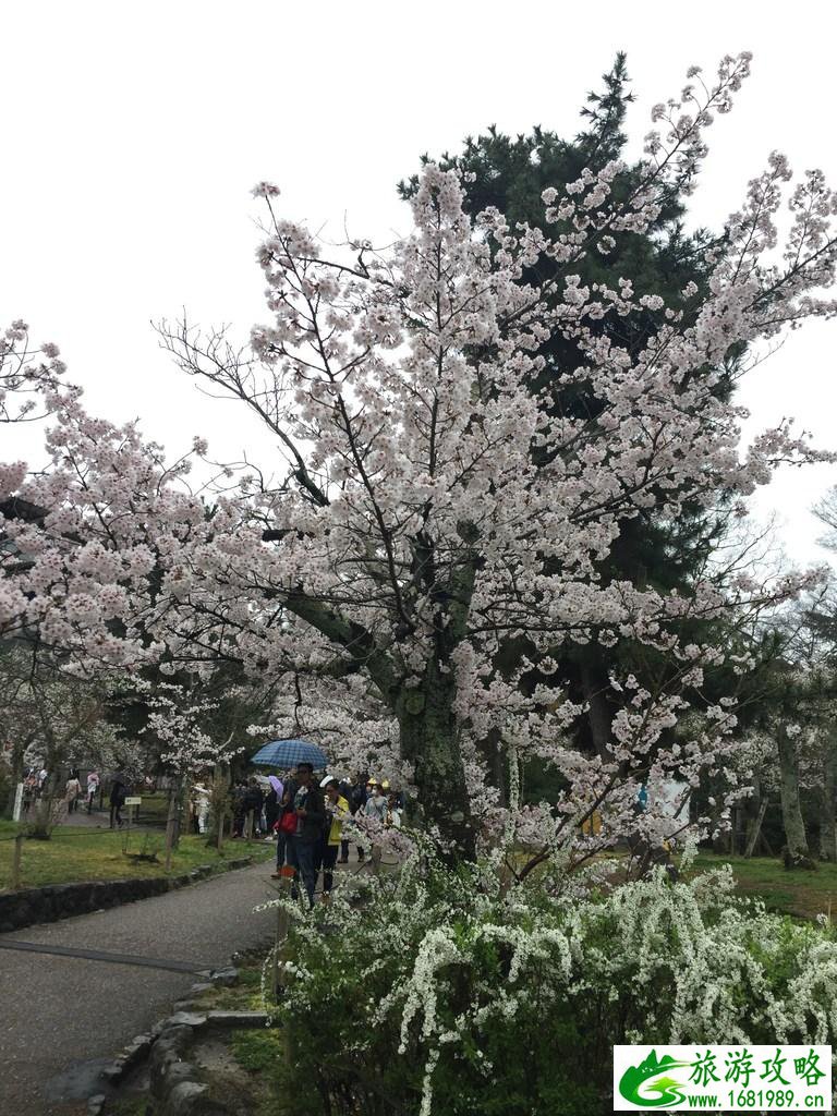 怎么从大阪到奈良 奈良大阪的樱花开了吗