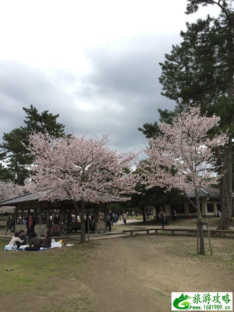 怎么从大阪到奈良 奈良大阪的樱花开了吗