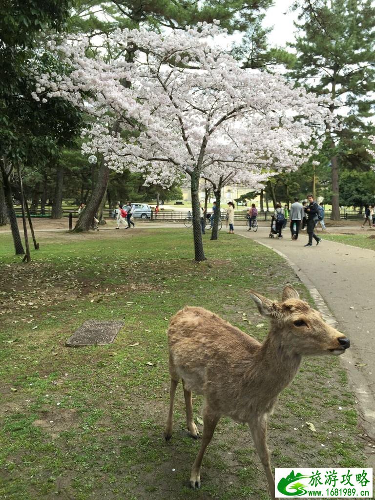 怎么从大阪到奈良 奈良大阪的樱花开了吗