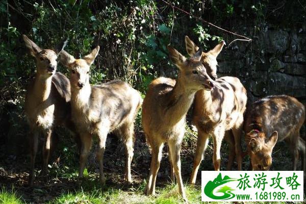 惠州千花洲门票多少钱在哪里及游玩攻略