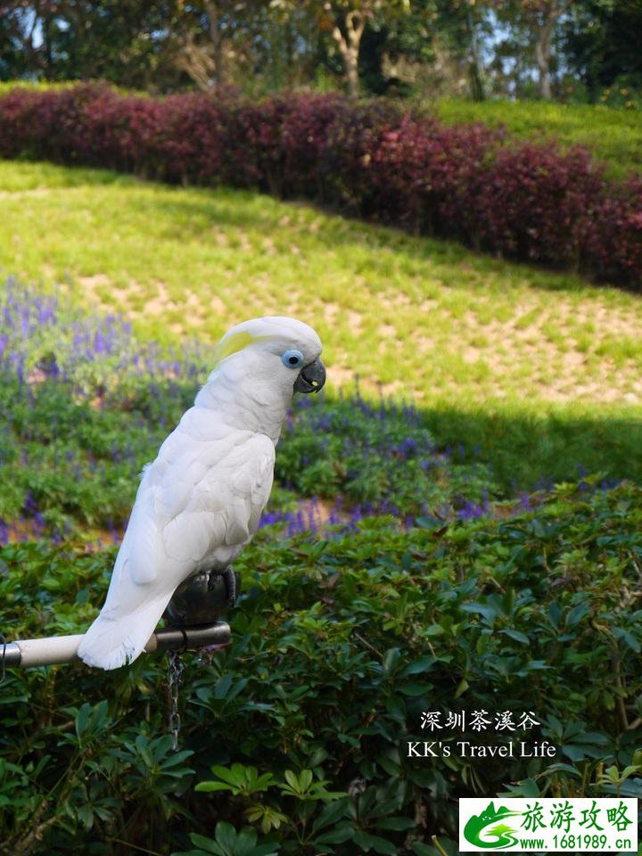 深圳有哪些旅游景点 深圳两日游攻略