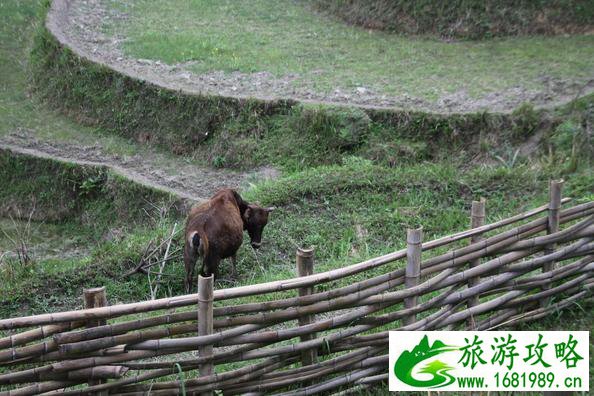 武功山最安全的路线 武功山最佳旅游时间