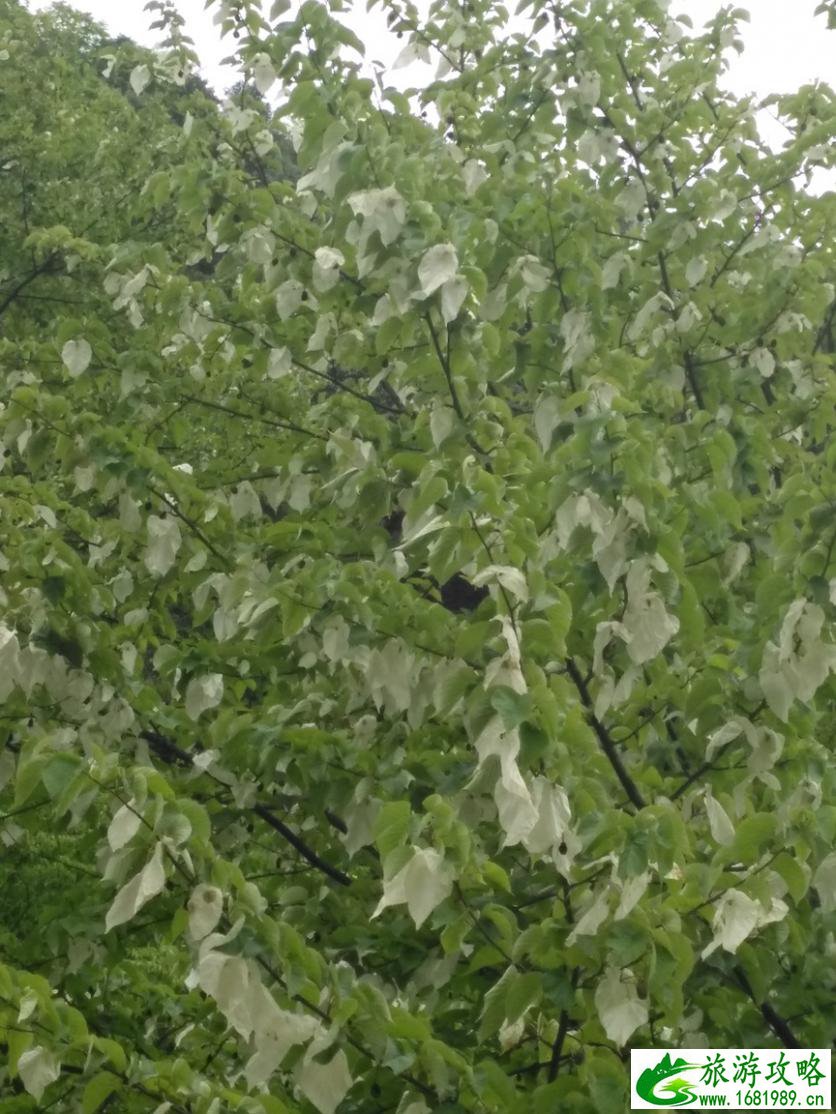 珙桐花什么时候开花 中国哪里可以看珙桐花