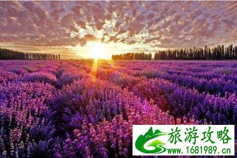 北京南山滑雪场周边有什么景点 2022东方普罗旺斯薰衣草庄园在哪+门票价格