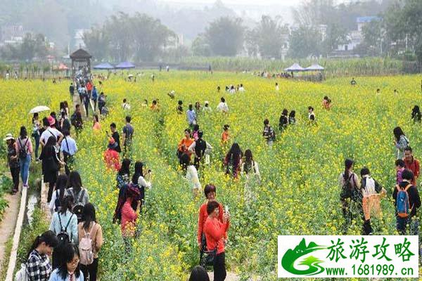 花都红山村油菜花最佳观赏时间