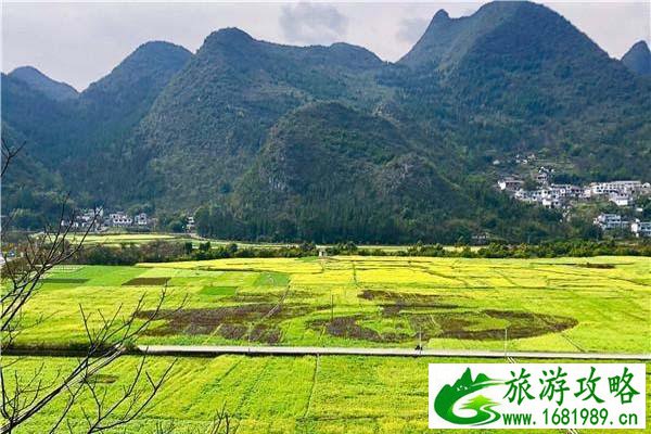 2022万峰林油菜花花期及开花时间介绍