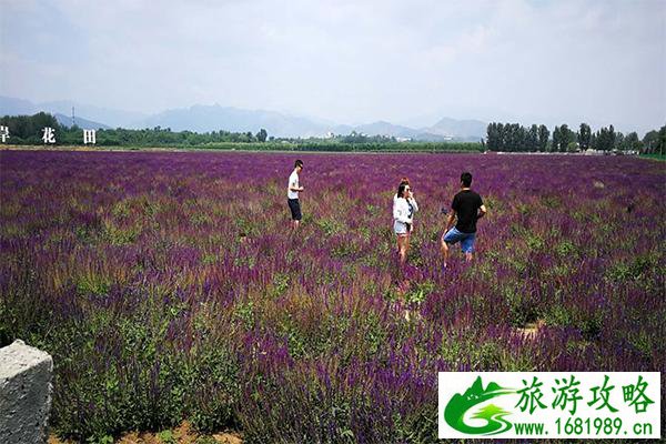 北京房山长沟镇赏花指南