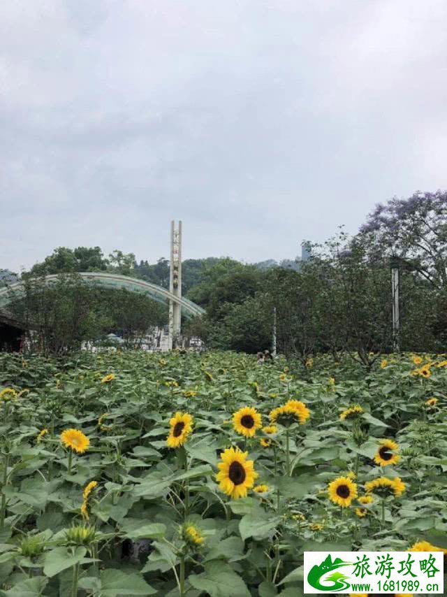 南山植物园向日葵什么时候开 位于哪里