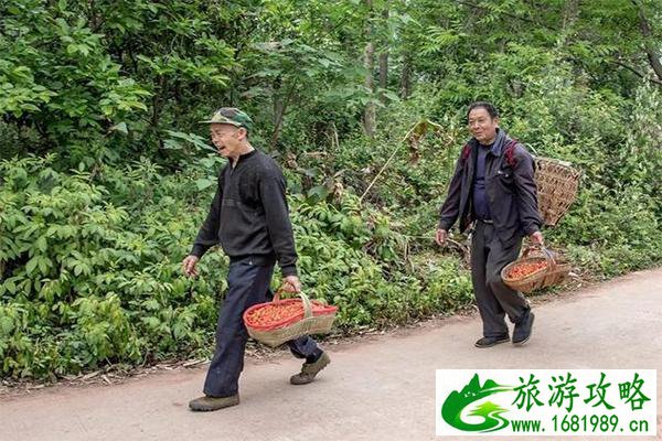 仁寿蜂蜜山樱桃基地樱桃采摘价格