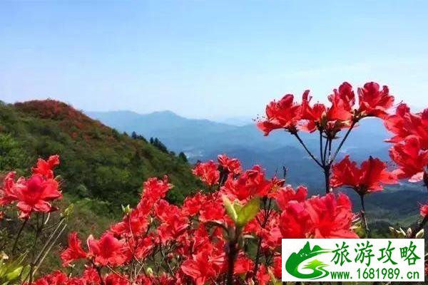 白崖山景区介绍 白崖山杜鹃花什么时候开-游玩攻略