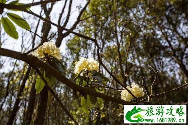 珠江源景区杜鹃花几月开 停车收费标准+景区介绍