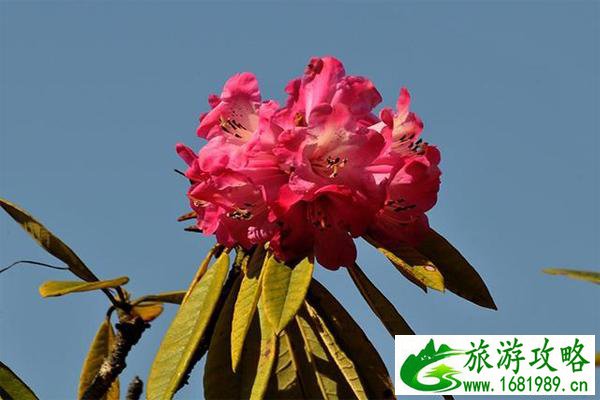 大理苍山西坡杜鹃花怎么去