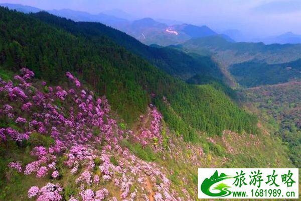 百灵山杜鹃花图片 百灵山在哪-怎么去