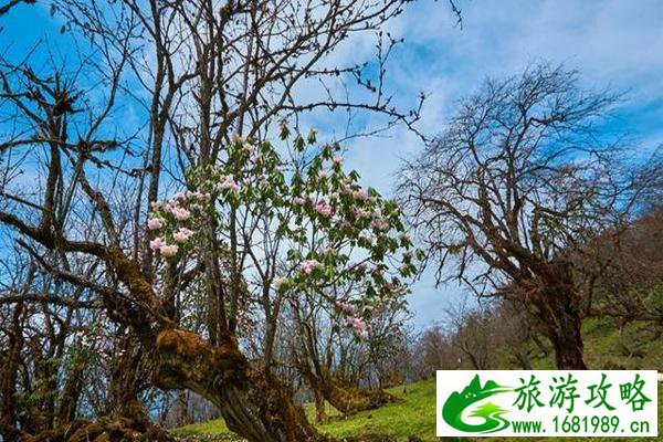 绵阳平武磨子坪介绍 杜鹃花什么时候开